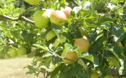 Bild 35: Apfelbäume
