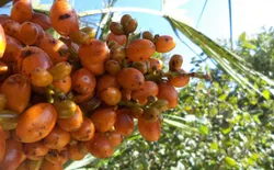 Bild 39: Garten Detailansicht