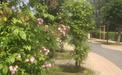 Bild 3: Direkte Umgebung des Objekts. Störtebekerstr.