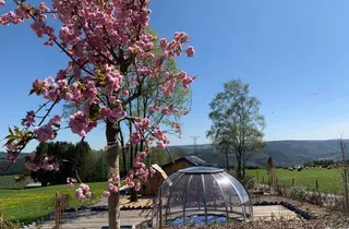 Bild 2: Garten