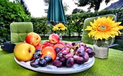 Bild 22: Direkte Umgebung des Objekts. Vitamine auf der Terrasse