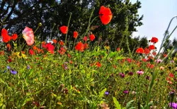 Bild 33: Ort allgemein. Blumenwiese in Zingst