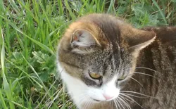 Bild 26: Susi