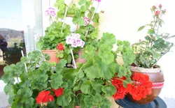 Bild 24