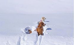 Bild 13: ... Ihre kleinen Lieblinge sind bei uns herzlich willkommen. Das sind unsere beiden Goldies Hannah und Sammy
