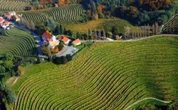 Bild 13: Weinberge soweit das Auge reicht von der Weinbauregion Jeruzalem 