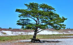 Bild 31: Hinter den Dünen