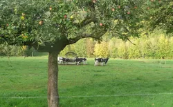 Bild 23: Wiese in Stauseenähe