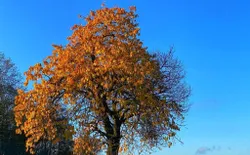 Bild 33