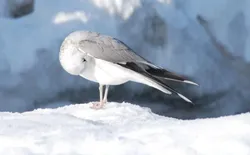 Bild 16: Möwe im Schnee