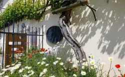 Bild 26: Die älteste Weinrebe der Welt ist in Maribor