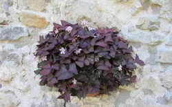 Bild 17