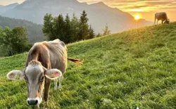 Bild 18