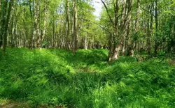 Bild 11: Erlenbruch am Wiecker Postweg