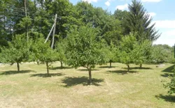 Bild 33: Diverse Obstbäume um das Ferienhaus