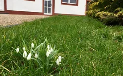 Bild 26: Frühlingsboten Anfang März
