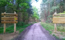 Bild 10: Der naheliegende Darß- Wald