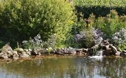 Bild 11: Schwimmteich im Sommer