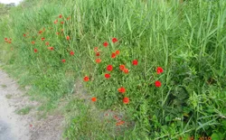 Bild 50
