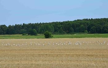 Sommerhaus Usedom mit Kamin und Terrasse - Sommerhaus Quilitz, Usedom